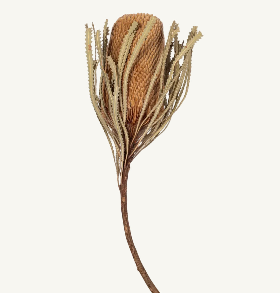 Artificial Dried Protea Stem