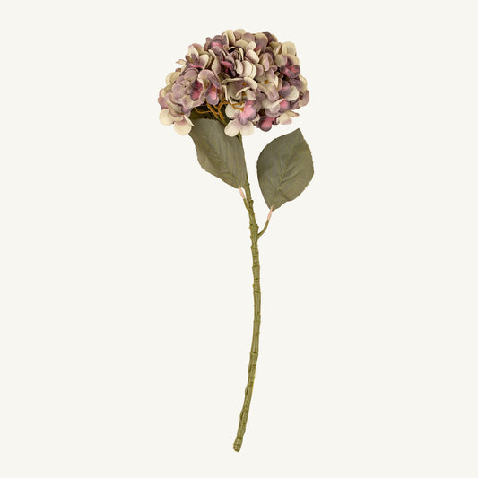 Faded Hydrangea Stem