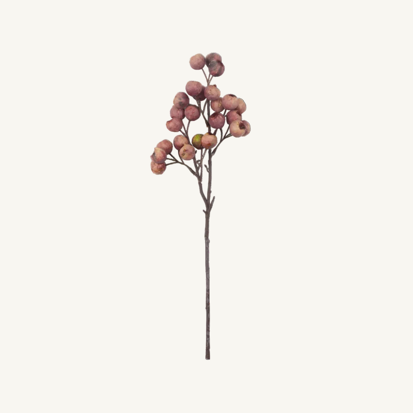 Dried Berry Hawthorn