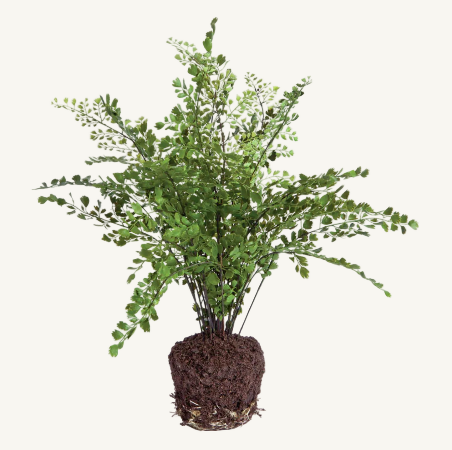 MAIDENHAIR DROP IN