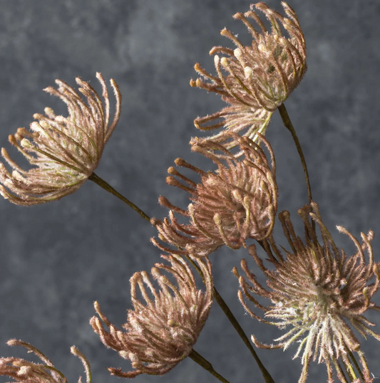 Leucospermum Stem