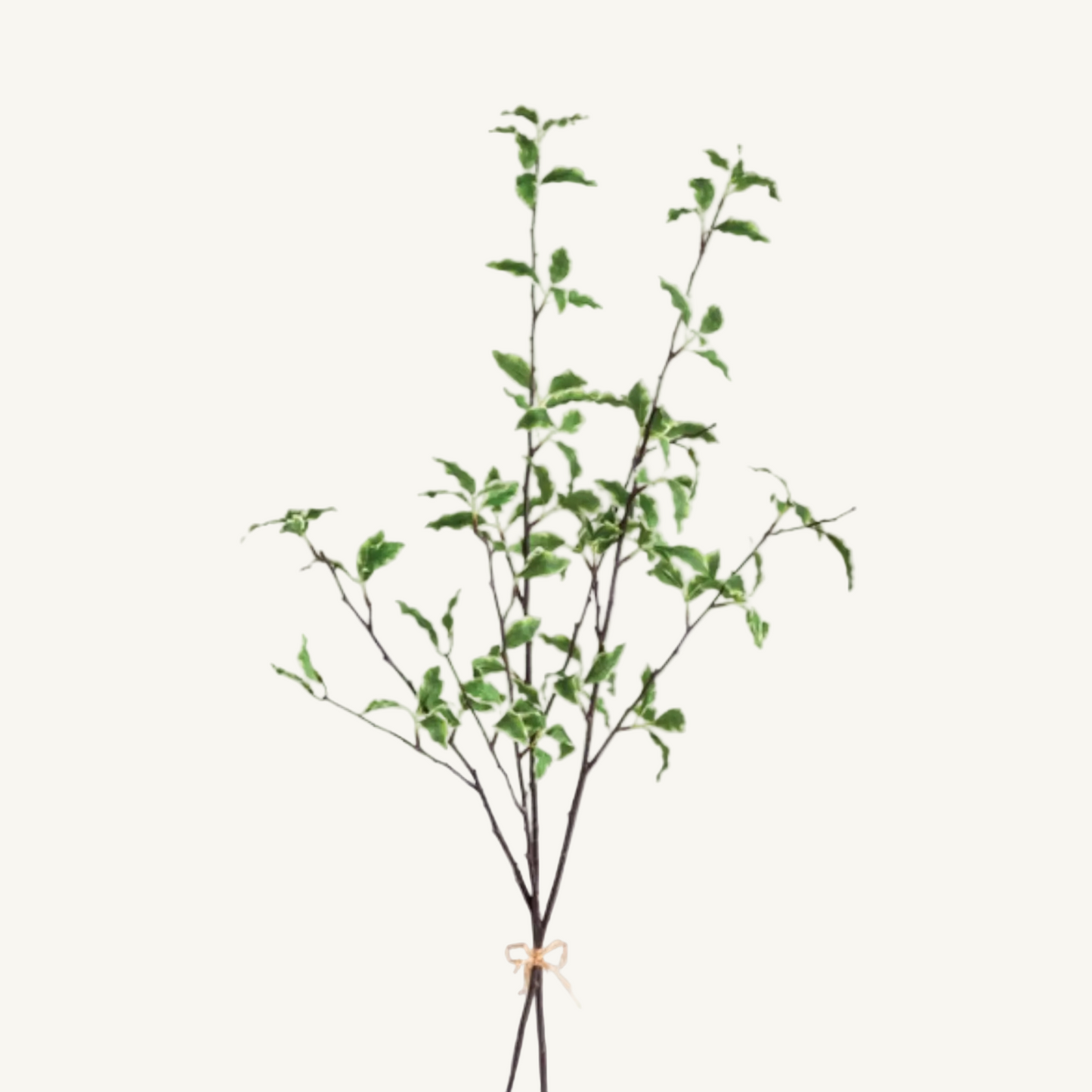 VARIEGATED LEAF BRANCH
