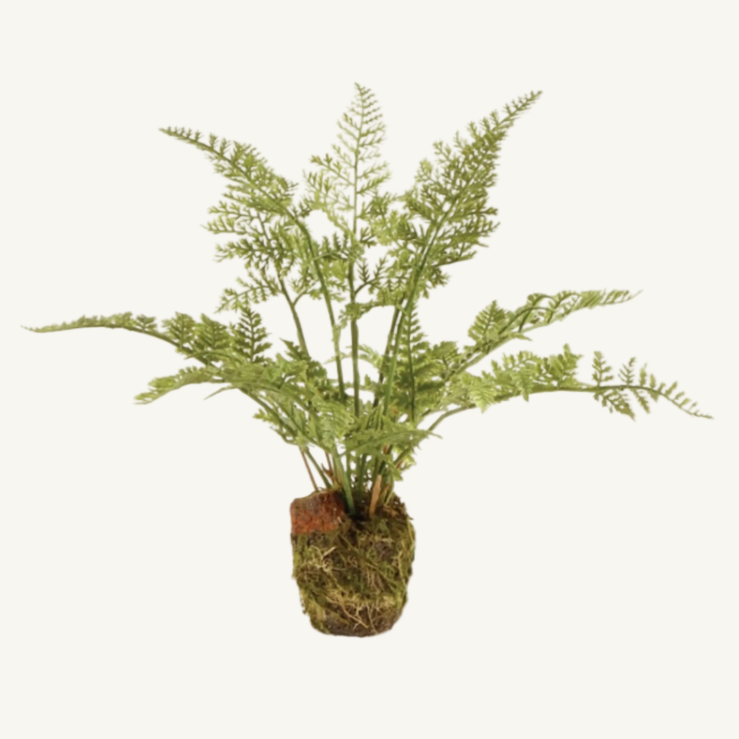 SOFT FERN