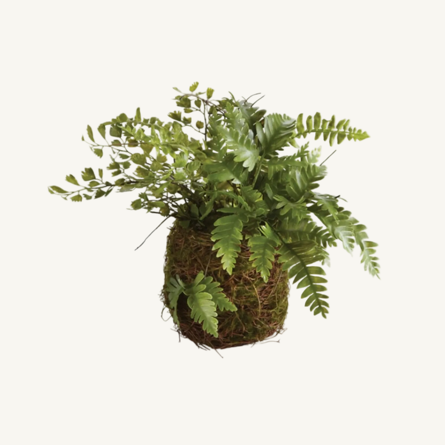 MIXED FERN DROP IN