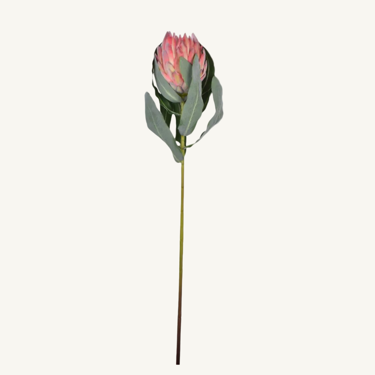 Queen Protea Spray