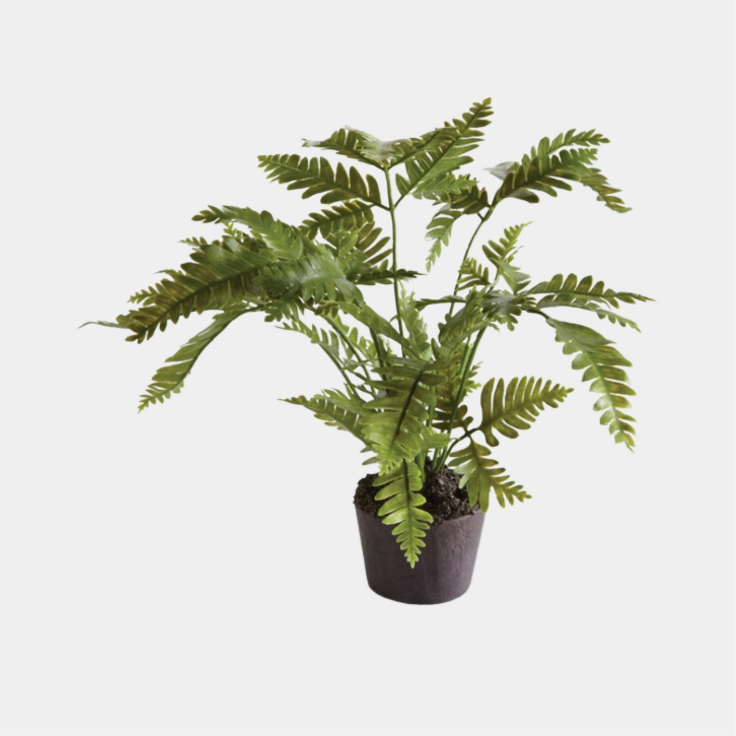 LADY FERN
