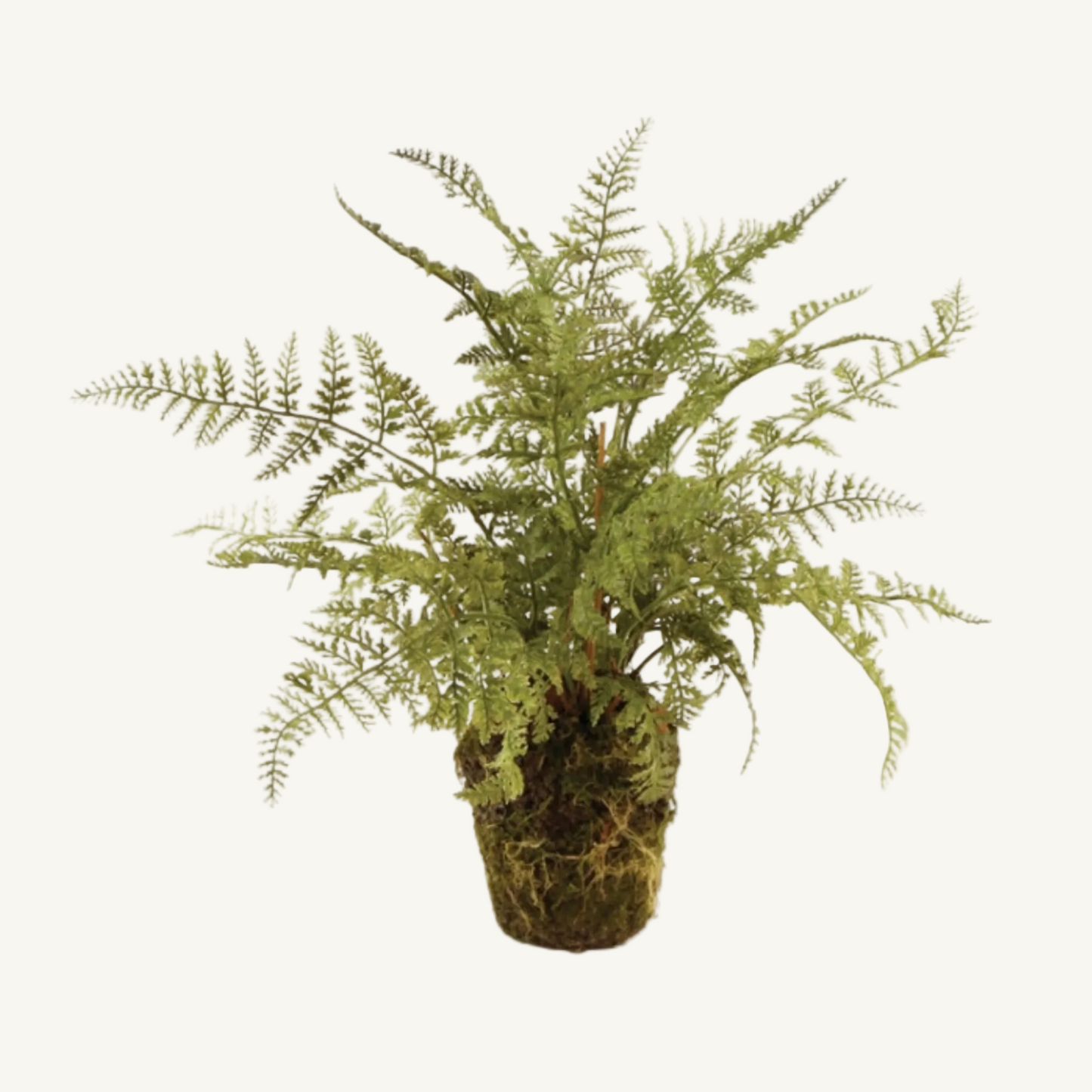 SOFT FERN