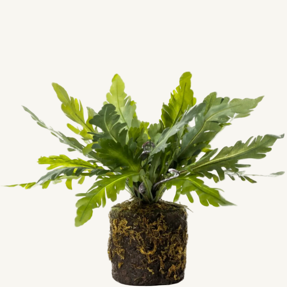 Birds Nest Fern