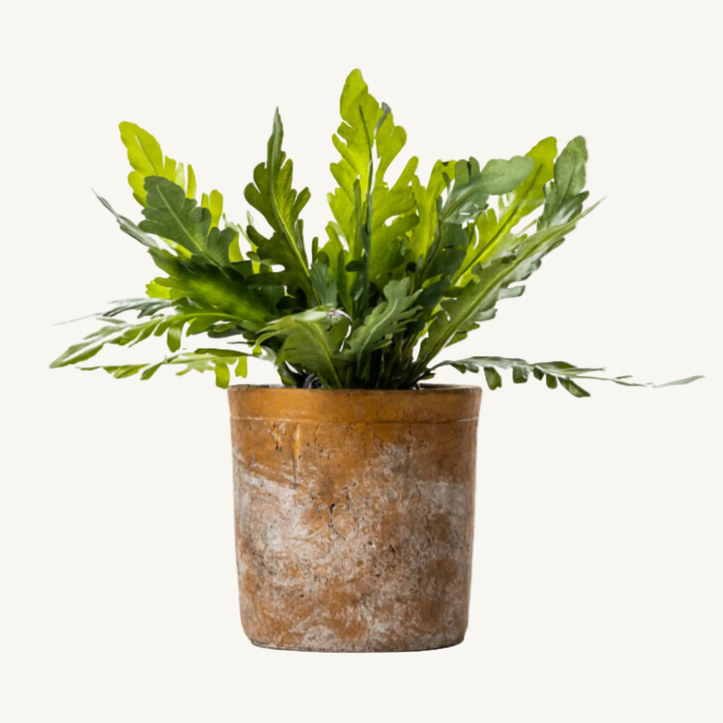 Birds Nest Fern