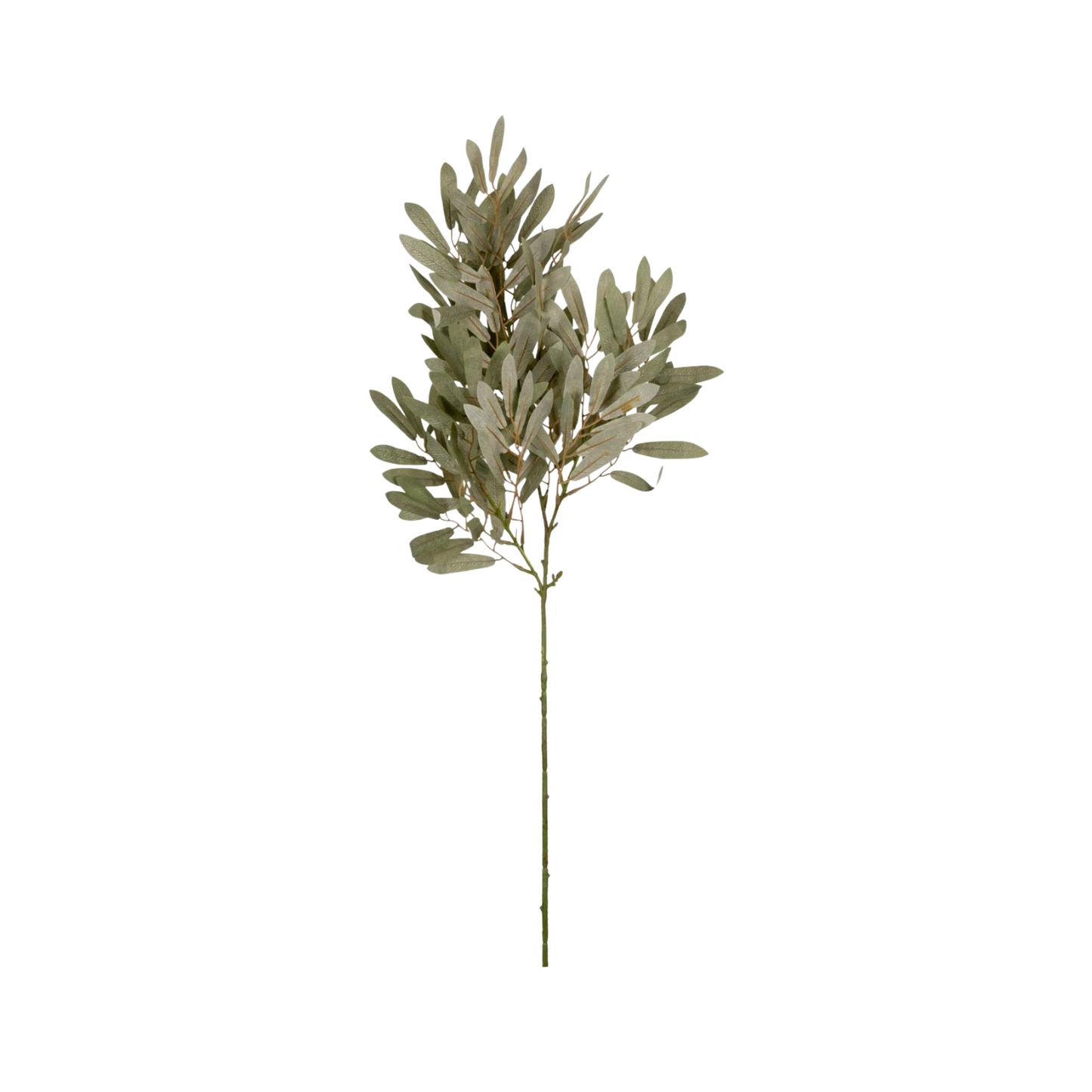 Willow Branch