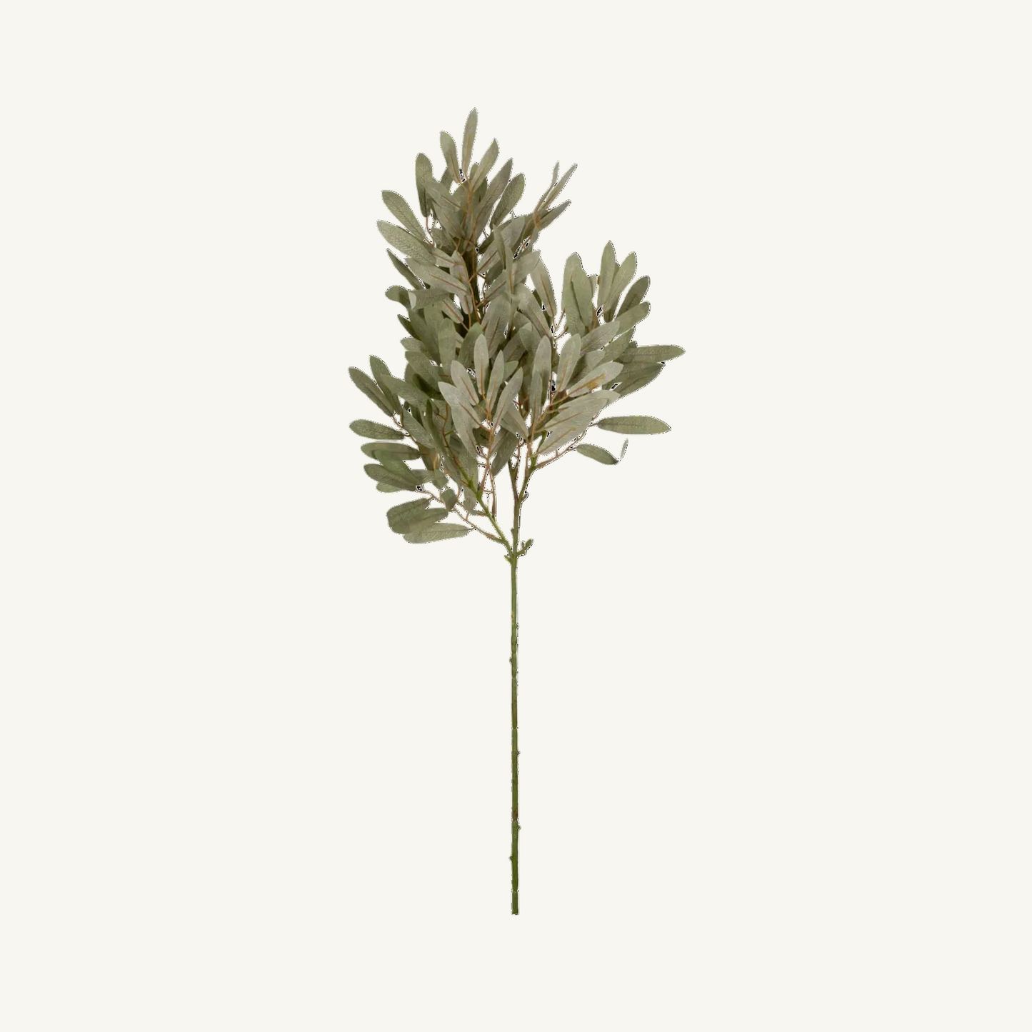 Willow Branch