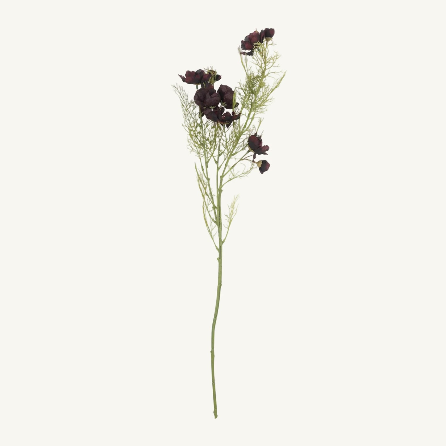 Burgundy Cosmos