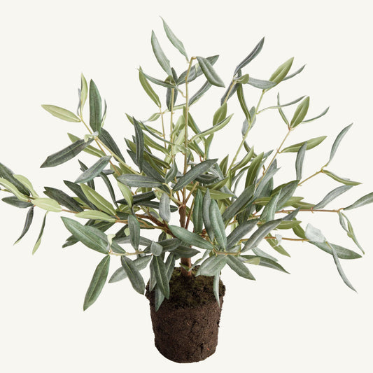 OLIVE TREE