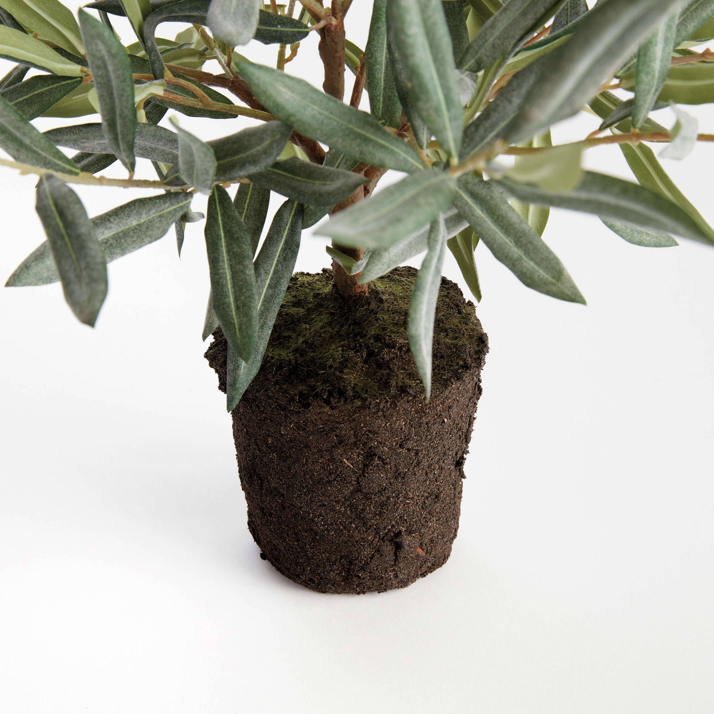 OLIVE TREE