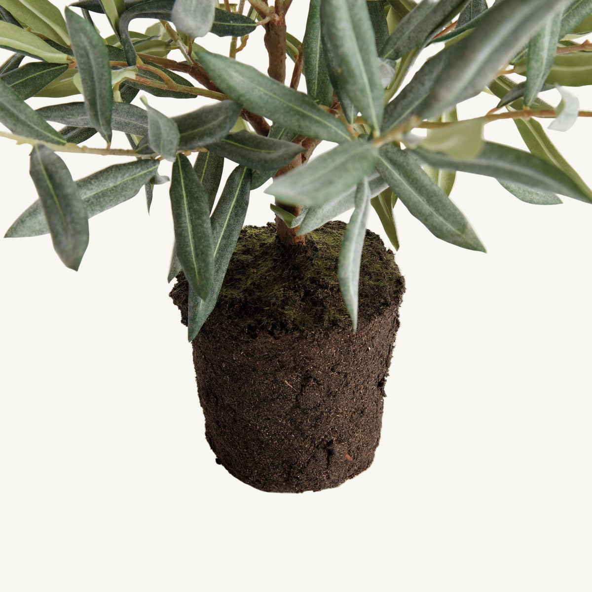 OLIVE TREE