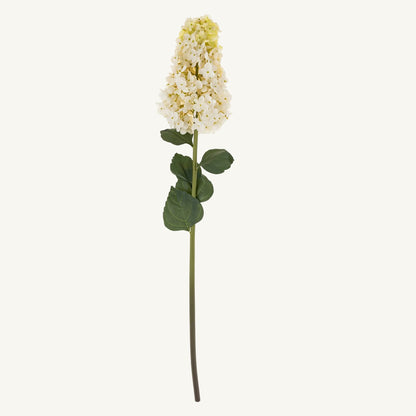Hydrangea Paniculata Stem