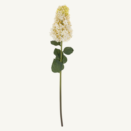 Hydrangea Paniculata Stem