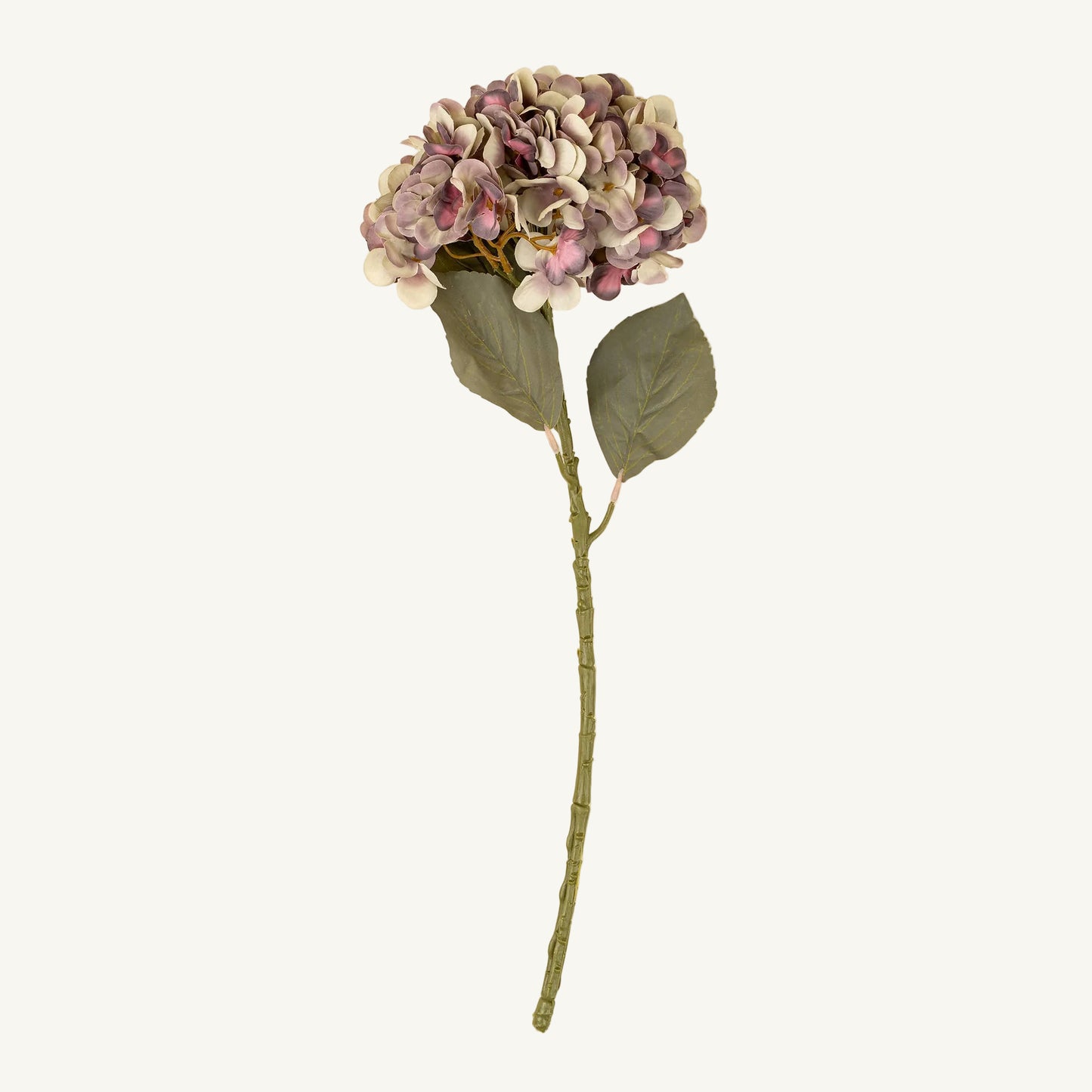 Faded Hydrangea Stem