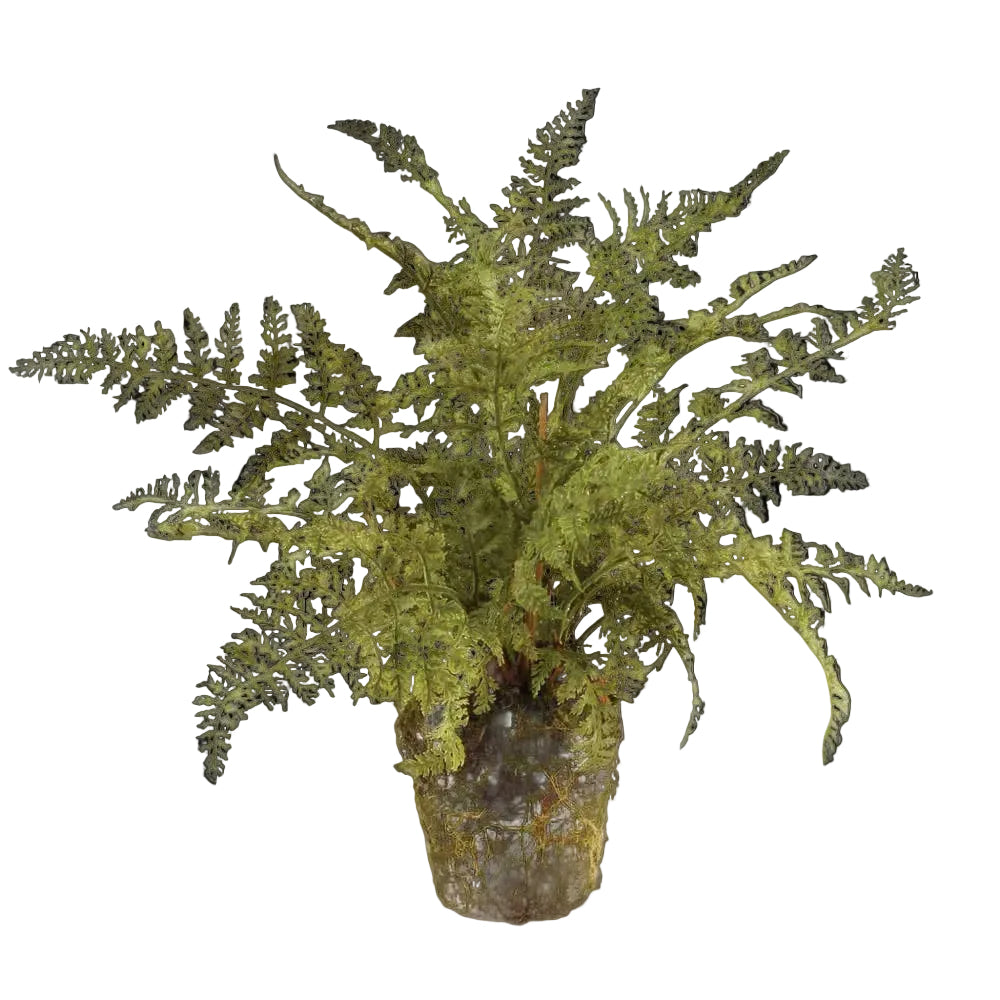 Soft Fern