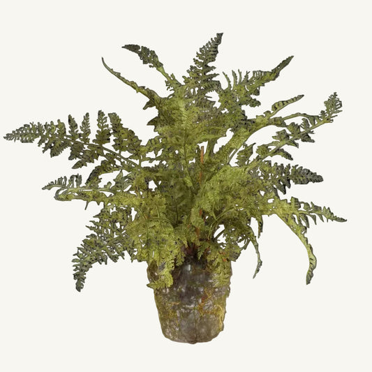 Soft Fern