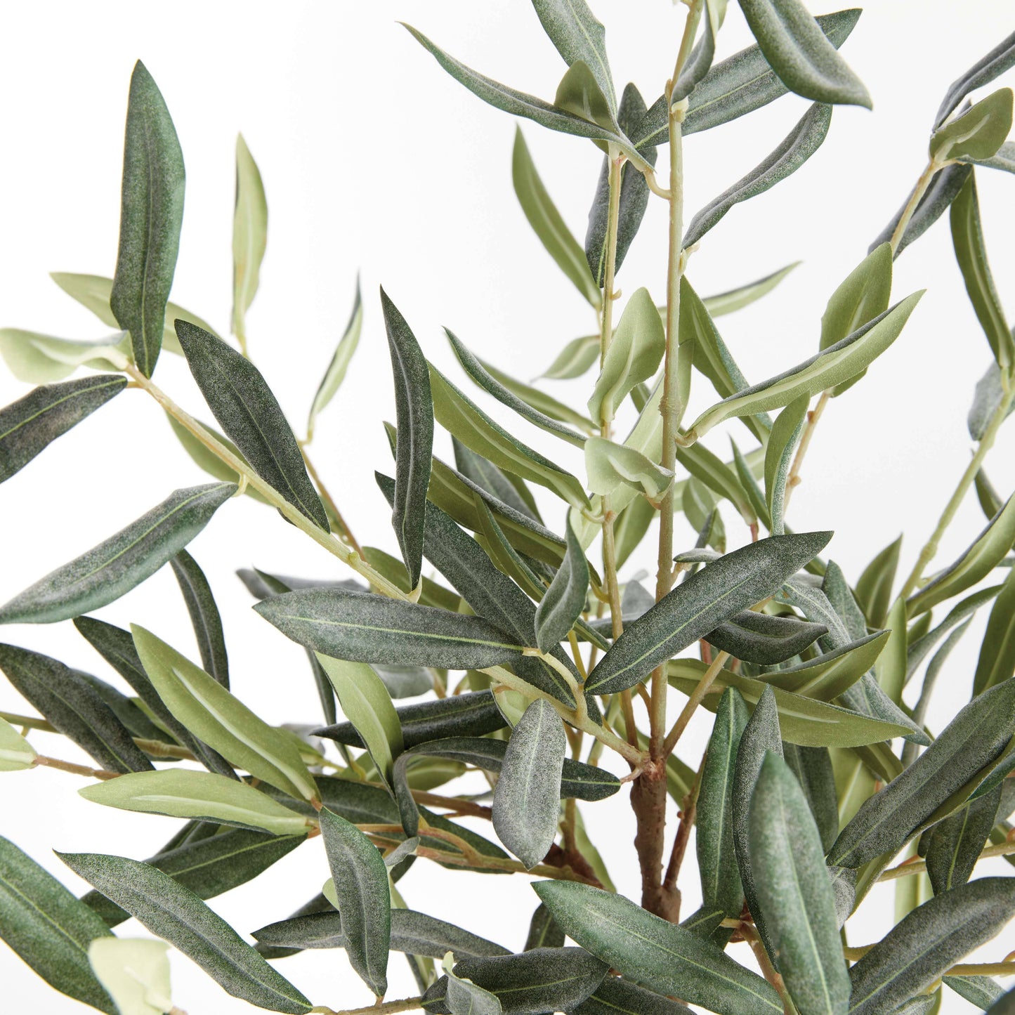 OLIVE TREE