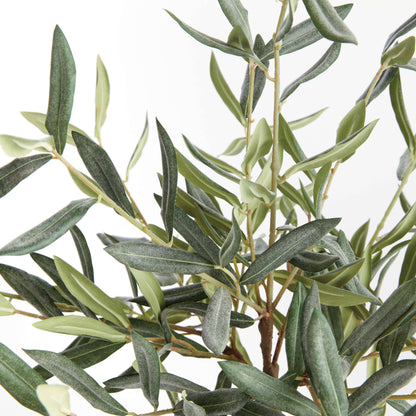 OLIVE TREE