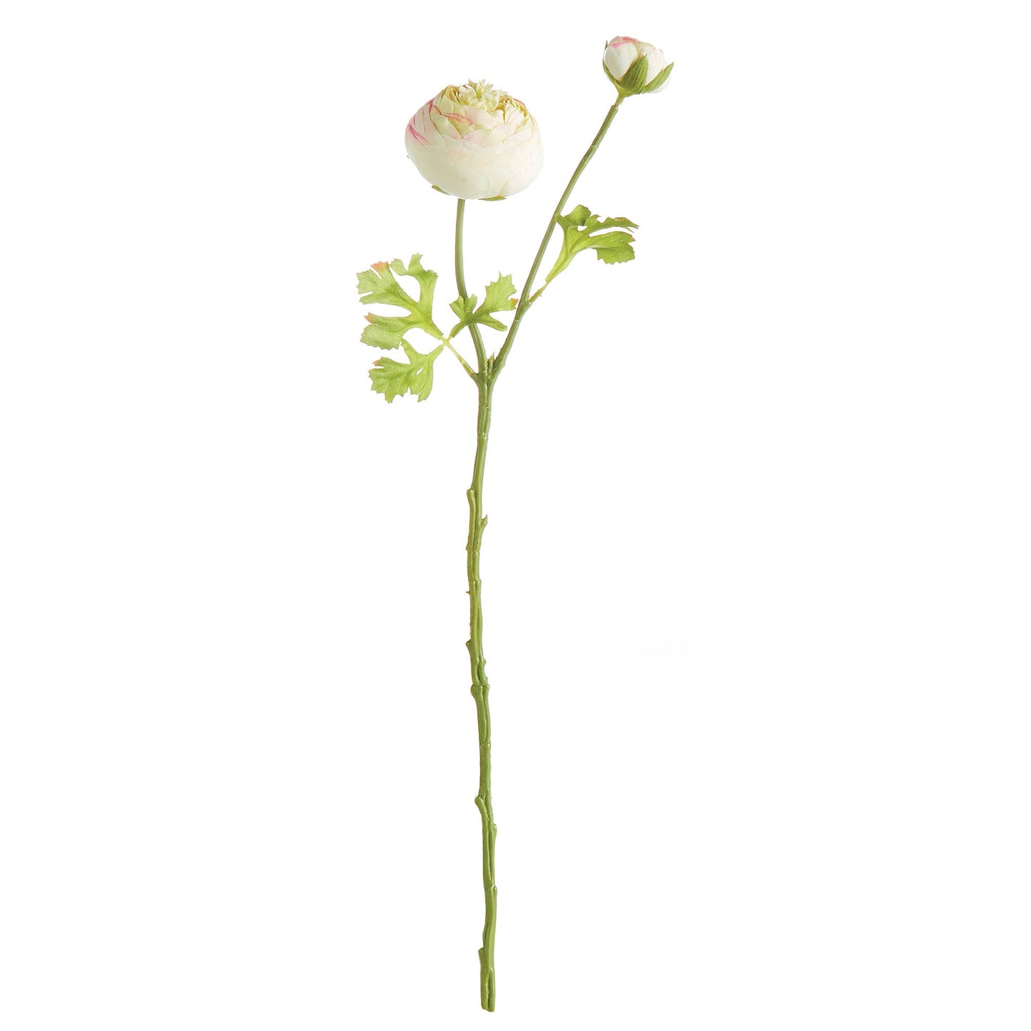 Ranunculus Stem