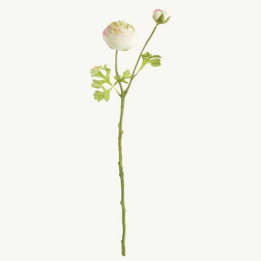 Ranunculus Stem