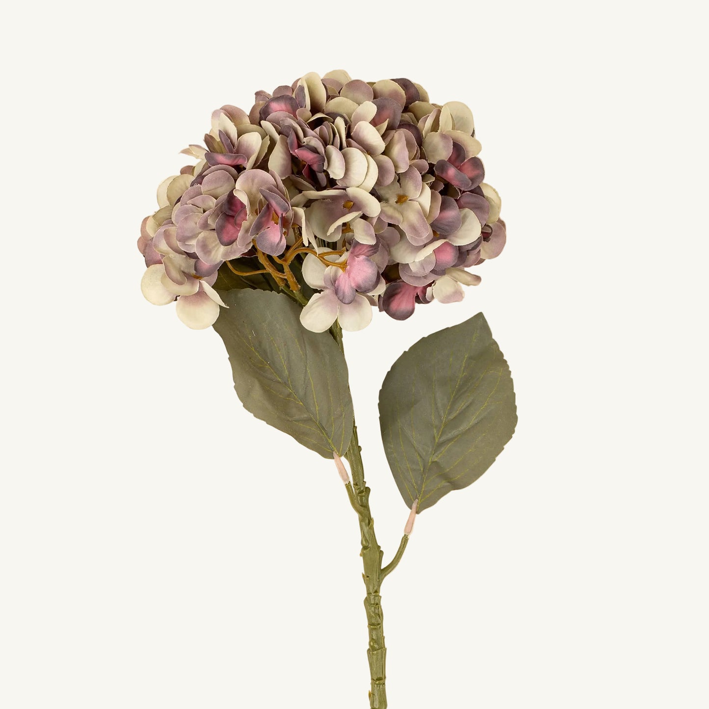 Faded Hydrangea Stem