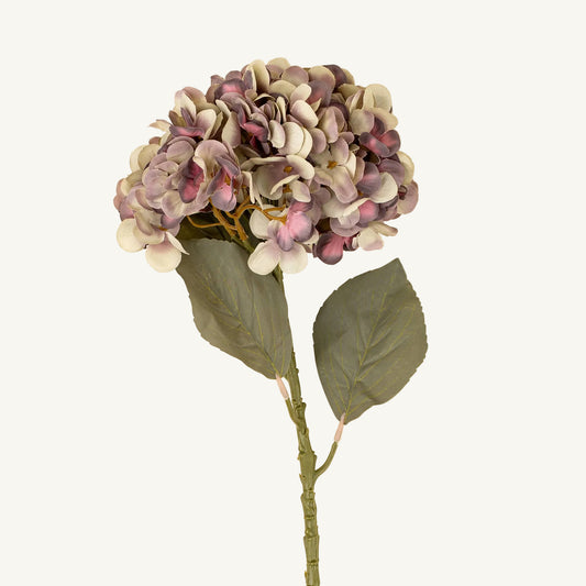 Faded Hydrangea Stem