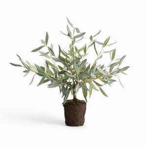 OLIVE TREE