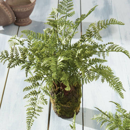 Soft Fern