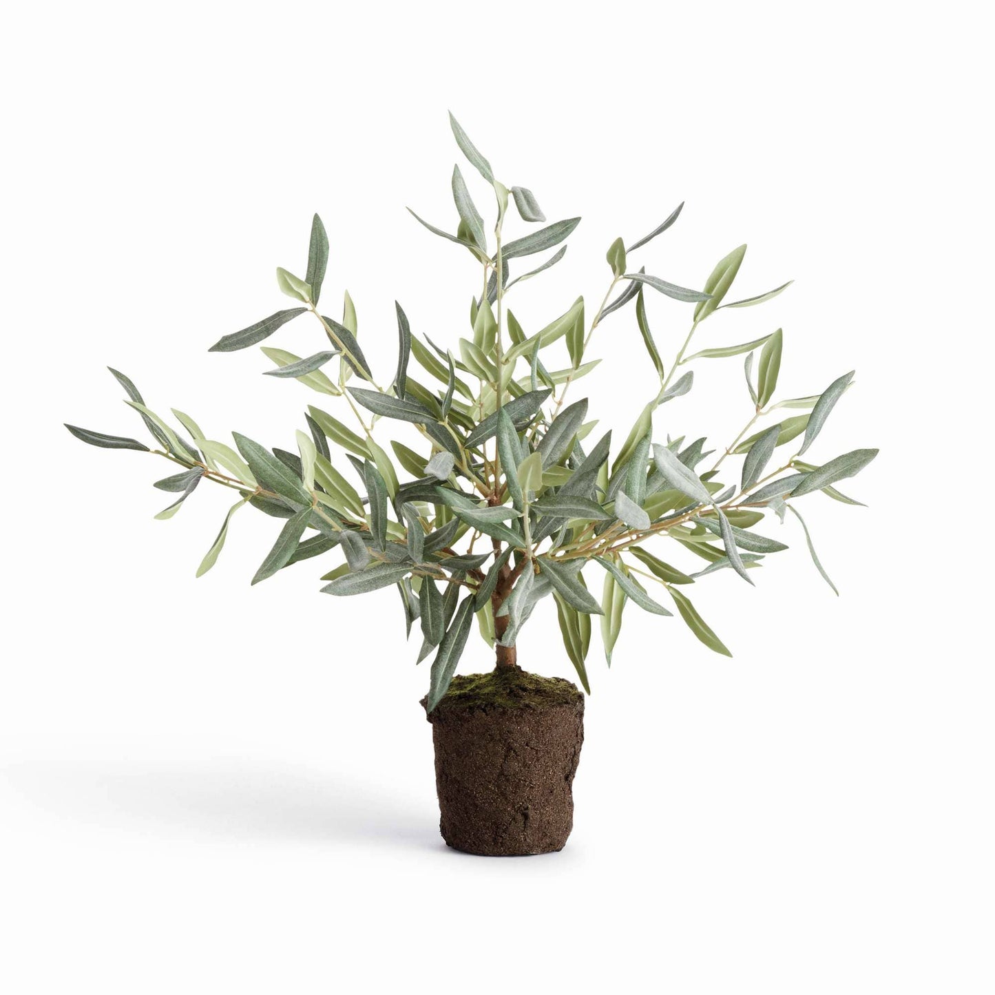 OLIVE TREE