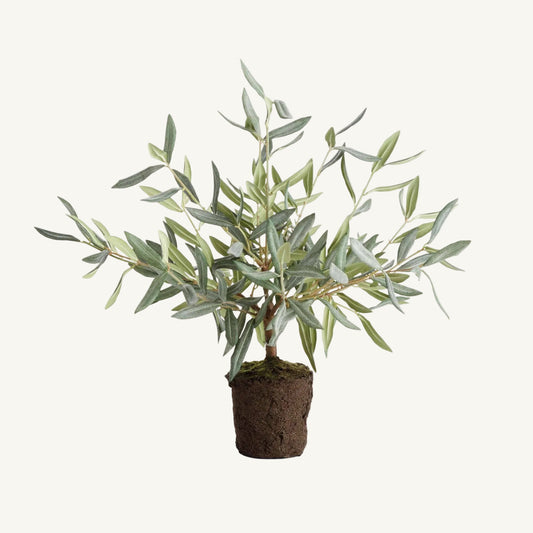OLIVE TREE