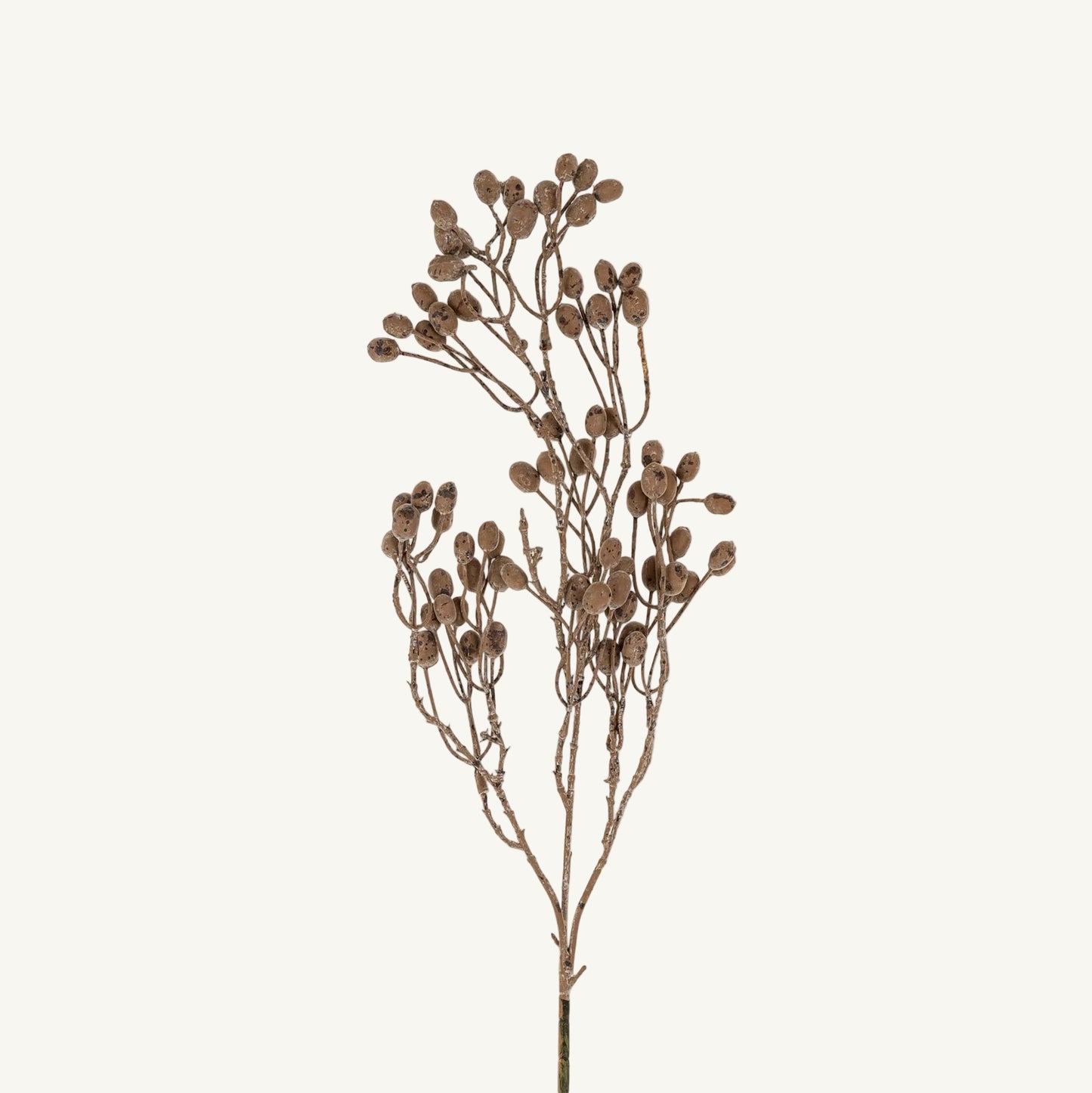 Dripping Dried Berry Branch