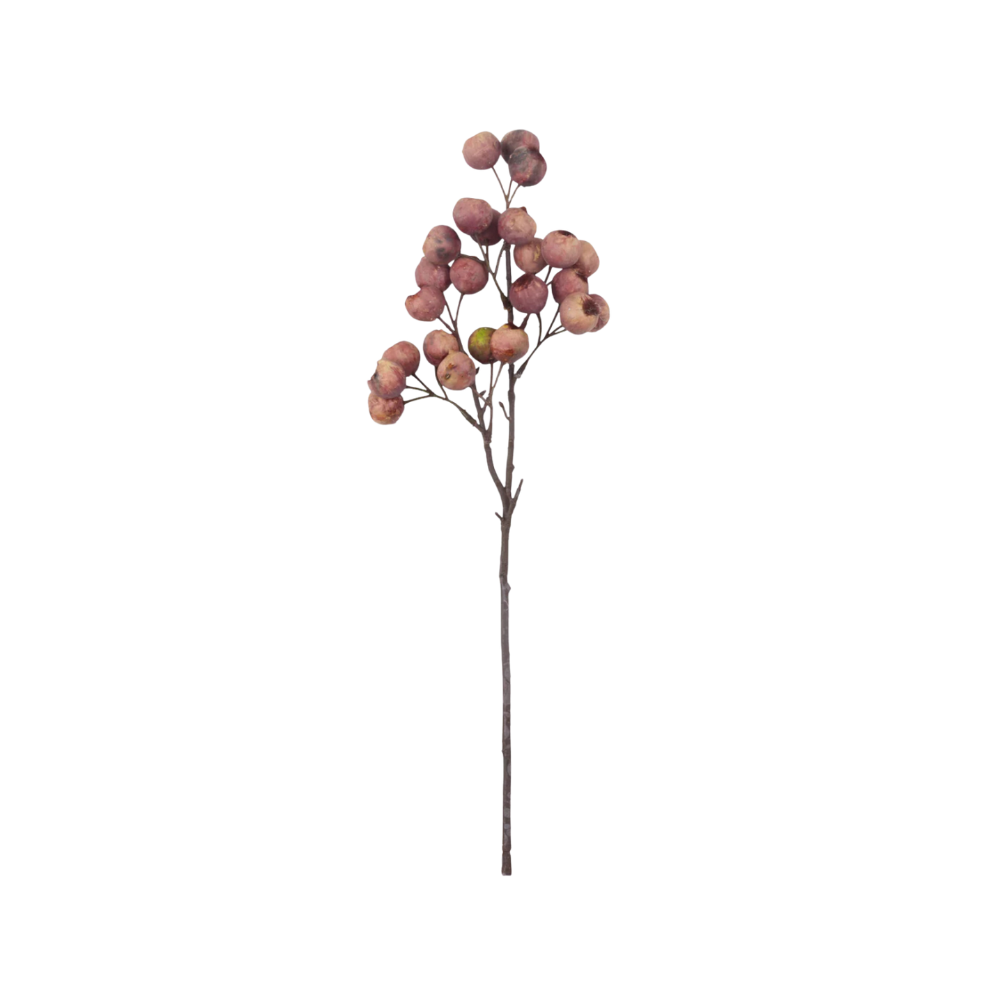 Dried Berry Hawthorn