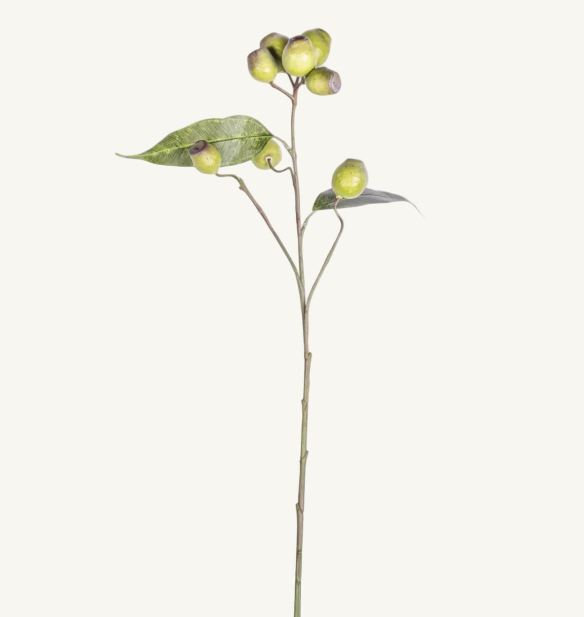 Eucalyptus Seed Spray Stem