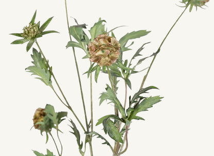 Artificial Scabiosa Pod Stem