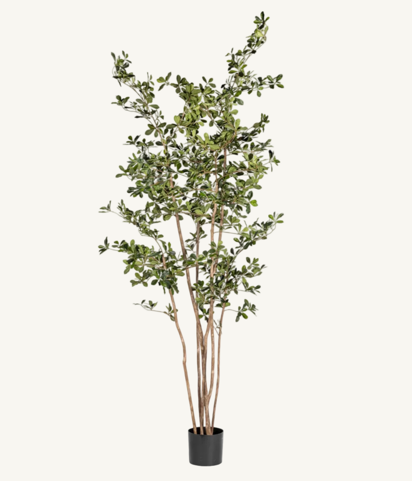 Artificial Black Olive/Shady Lady Tree