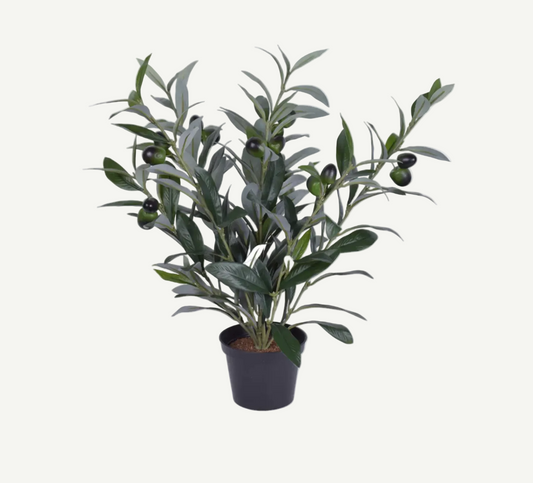 16" Potted Olive Plant