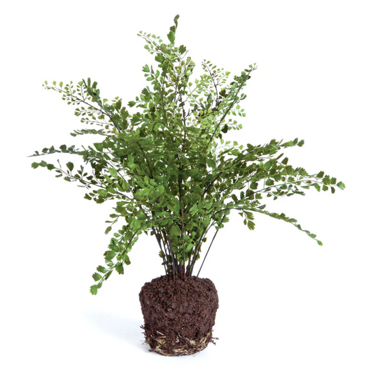 MAIDENHAIR DROP IN 13"