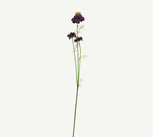 Red Pincushion Flower Stem
