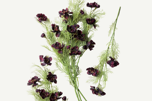Burgundy Cosmos