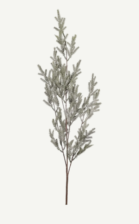 Pine Branch