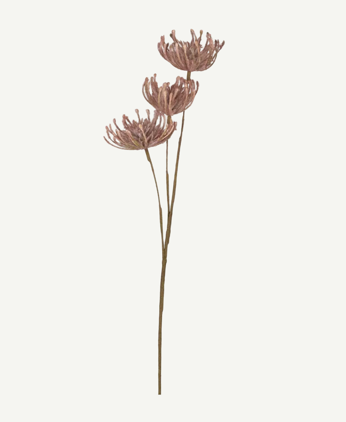 Leucospermum Stem
