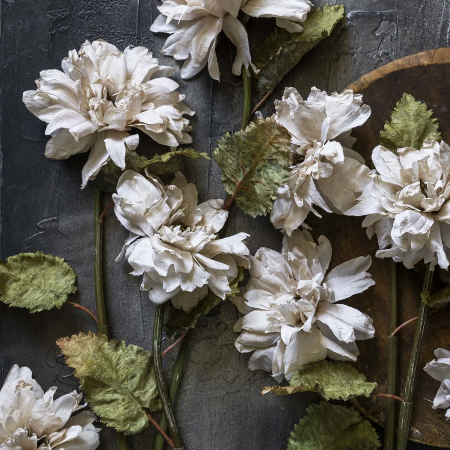 Blush Dahlia