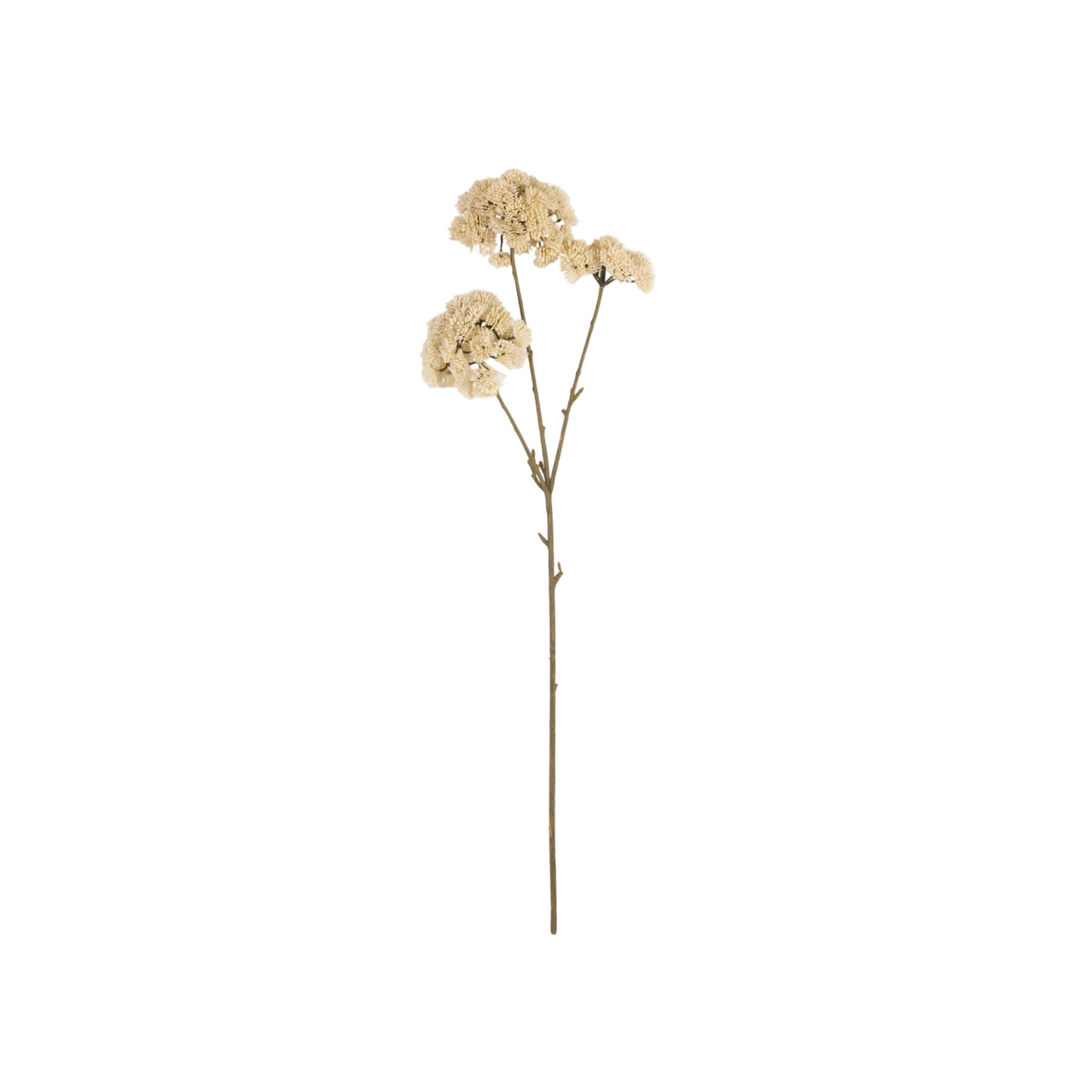 Sedum Stem