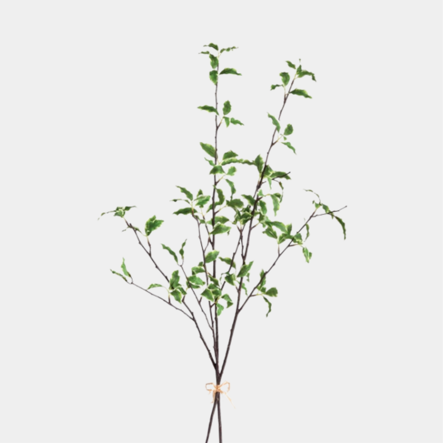 VARIEGATED LEAF BRANCH