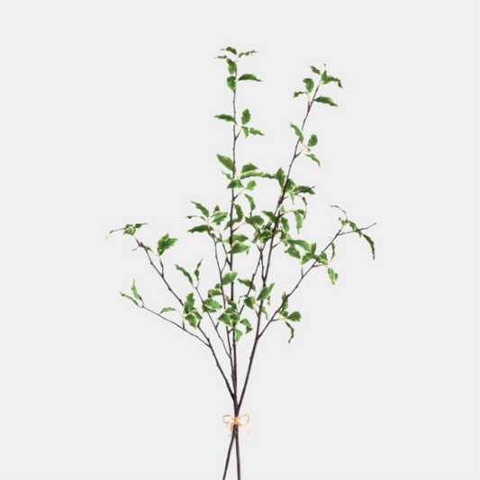 VARIEGATED LEAF BRANCH