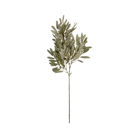 Willow Branch